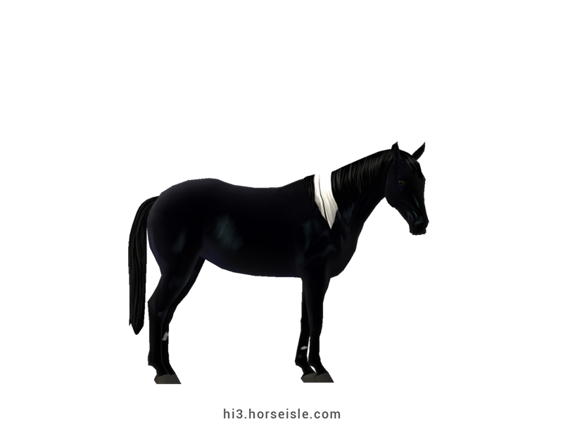 Australian Stock Horse Black Tobiano Coat
